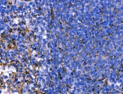Invitrogen SERPINH1 Polyclonal Antibody 100 &mu;g; Unconjugated:Antibodies,