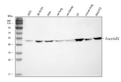 Invitrogen SERPINH1 Polyclonal Antibody 100 &mu;g; Unconjugated:Antibodies,