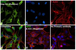 Invitrogen APOE Polyclonal Antibody 100 &mu;g; Unconjugated:Antibodies,