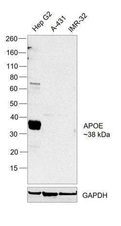 Invitrogen APOE Polyclonal Antibody 100 &mu;g; Unconjugated:Antibodies,