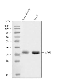 Invitrogen APOE Polyclonal Antibody 100 &mu;g; Unconjugated:Antibodies,