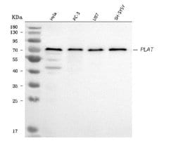 Invitrogen tPA Polyclonal Antibody 100 &mu;g; Unconjugated:Antibodies,