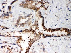 Invitrogen PP2A alpha Polyclonal Antibody 100 &mu;g; Unconjugated:Antibodies,