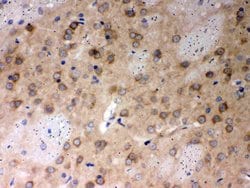 Invitrogen PP2A alpha Polyclonal Antibody 100 &mu;g; Unconjugated:Antibodies,