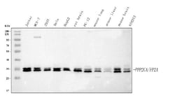 Invitrogen PP2A alpha Polyclonal Antibody 100 &mu;g; Unconjugated:Antibodies,