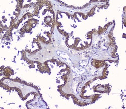 Invitrogen PRDX6 Polyclonal Antibody 100 &mu;g; Unconjugated:Antibodies,