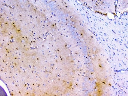 Invitrogen PRDX6 Polyclonal Antibody 100 &mu;g; Unconjugated:Antibodies,