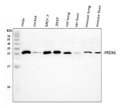 Invitrogen PRDX6 Polyclonal Antibody 100 &mu;g; Unconjugated:Antibodies,