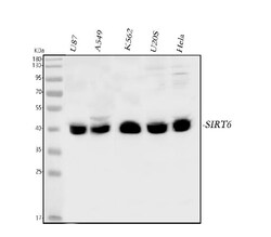 Invitrogen SIRT6 Polyclonal Antibody 100 &mu;g; Unconjugated:Antibodies,