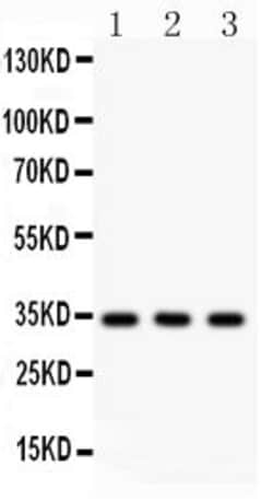 Invitrogen Caspase 7 Polyclonal Antibody 100 &mu;g; Unconjugated:Antibodies,