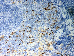 Invitrogen CD36 Polyclonal Antibody 100 &mu;g | Buy Online | Invitrogen&trade; | Fisher Scientific