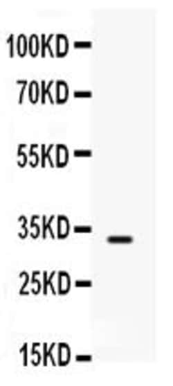 Invitrogen SNAI3 Polyclonal Antibody 100 &mu;g; Unconjugated:Antibodies,