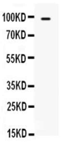 TLR5 Polyclonal Antibody:Antibodies, Polyclonal