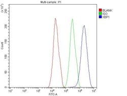 Invitrogen XBP1 Polyclonal Antibody 100 &mu;g; Unconjugated:Antibodies,