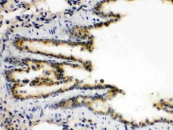 Invitrogen XBP1 Polyclonal Antibody 100 &mu;g; Unconjugated:Antibodies,