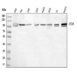 Invitrogen ITCH Polyclonal Antibody 100 &mu;g; Unconjugated:Antibodies,