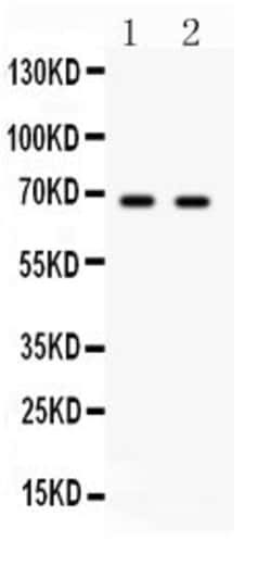 Invitrogen PLK1 Polyclonal Antibody 100 &mu;g; Unconjugated:Antibodies,