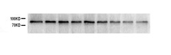Invitrogen SOX5 Polyclonal Antibody 100 &mu;g | Buy Online | Invitrogen&trade; | Fisher Scientific