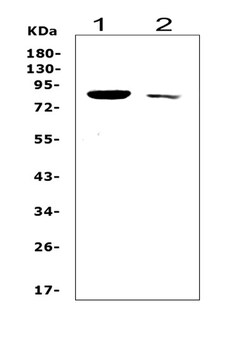 Invitrogen SOX5 Polyclonal Antibody 100 &mu;g | Buy Online | Invitrogen&trade; | Fisher Scientific
