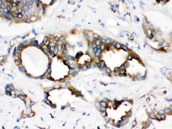 Invitrogen STING Polyclonal Antibody 100 &mu;g; Unconjugated:Antibodies,