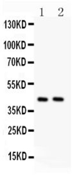 Invitrogen STING Polyclonal Antibody 100 &mu;g; Unconjugated:Antibodies,
