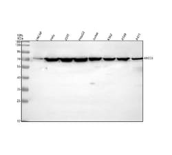 Invitrogen Ku70 Polyclonal Antibody 100 &mu;g; Unconjugated:Antibodies,
