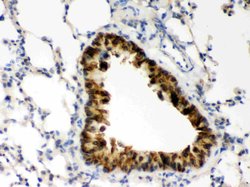 Invitrogen COMT Polyclonal Antibody 100 &mu;g; Unconjugated:Antibodies,