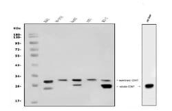 Invitrogen COMT Polyclonal Antibody 100 &mu;g; Unconjugated:Antibodies,