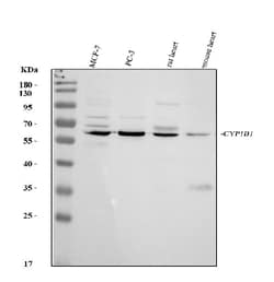 Invitrogen CYP1B1 Polyclonal Antibody 100 &mu;g | Buy Online | Invitrogen&trade; | Fisher Scientific