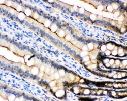 Invitrogen E-cadherin Polyclonal Antibody 100 &mu;g; Unconjugated:Antibodies,