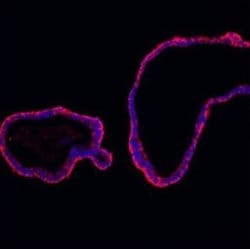 Invitrogen E-cadherin Polyclonal Antibody 100 &mu;g; Unconjugated:Antibodies,