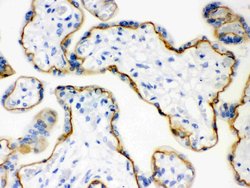Invitrogen E-cadherin Polyclonal Antibody 100 &mu;g; Unconjugated:Antibodies,