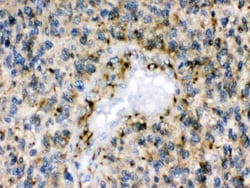 Invitrogen EphB1 Polyclonal Antibody 100 &mu;g; Unconjugated:Antibodies,