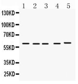 Invitrogen FMO1 Polyclonal Antibody 100 &mu;g; Unconjugated:Antibodies,