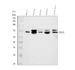 Invitrogen FMO1 Polyclonal Antibody 100 &mu;g; Unconjugated:Antibodies,