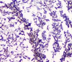 HTR2A Polyclonal Antibody, Invitrogen 100 &mu;g; Unconjugated:Antibodies,