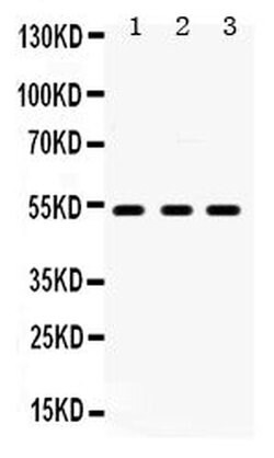 HTR2A Polyclonal Antibody, Invitrogen 100 &mu;g; Unconjugated:Antibodies,