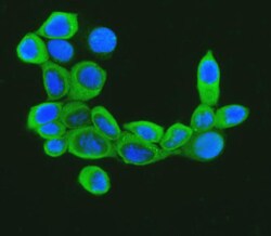 Invitrogen Cofilin Polyclonal Antibody 100 &mu;g; Unconjugated:Antibodies,