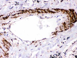 Invitrogen SHP2 Polyclonal Antibody 100 &mu;g; Unconjugated:Antibodies,