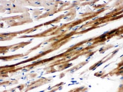 Invitrogen SHP2 Polyclonal Antibody 100 &mu;g; Unconjugated:Antibodies,