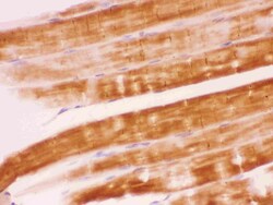 Invitrogen SHP2 Polyclonal Antibody 100 &mu;g; Unconjugated:Antibodies,
