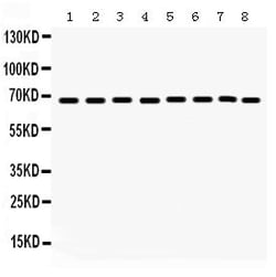 Invitrogen SHP2 Polyclonal Antibody 100 &mu;g; Unconjugated:Antibodies,