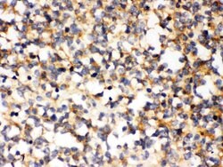 Invitrogen PAK7 Polyclonal Antibody 100 &mu;g; Unconjugated:Antibodies,