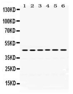 Invitrogen Arg3.1 Polyclonal Antibody 100 &mu;g; Unconjugated:Antibodies,
