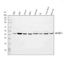 Invitrogen Arg3.1 Polyclonal Antibody 100 &mu;g; Unconjugated:Antibodies,