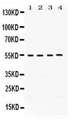 Invitrogen FMO2 Polyclonal Antibody 100 &mu;g; Unconjugated:Antibodies,