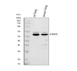 Invitrogen FMO2 Polyclonal Antibody 100 &mu;g; Unconjugated:Antibodies,