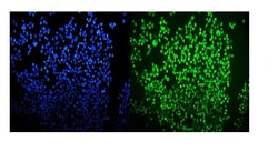 Invitrogen OGT Polyclonal Antibody 100 &mu;g | Buy Online | Invitrogen&trade; | Fisher Scientific