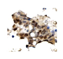 Invitrogen OGT Polyclonal Antibody 100 &mu;g | Buy Online | Invitrogen&trade; | Fisher Scientific
