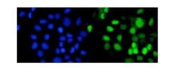 Invitrogen RbAp48 Polyclonal Antibody 100 &mu;g; Unconjugated:Antibodies,